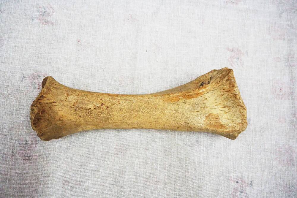 Локтевая кость  взрослого  мамонта