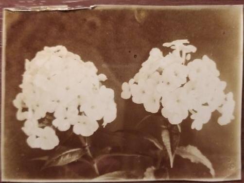Фотография черно-белая из альбома. Белые флоксы.