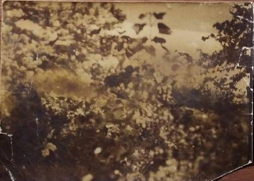 Фотография черно-белая из альбома. Деревья.