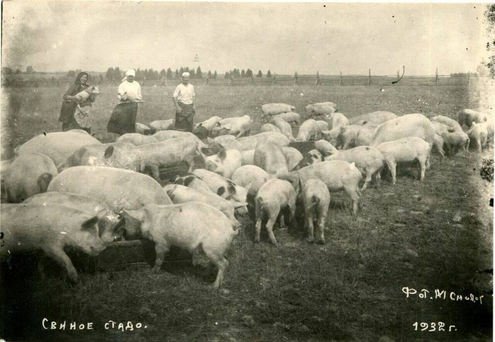 Фотография. Свиное стадо.