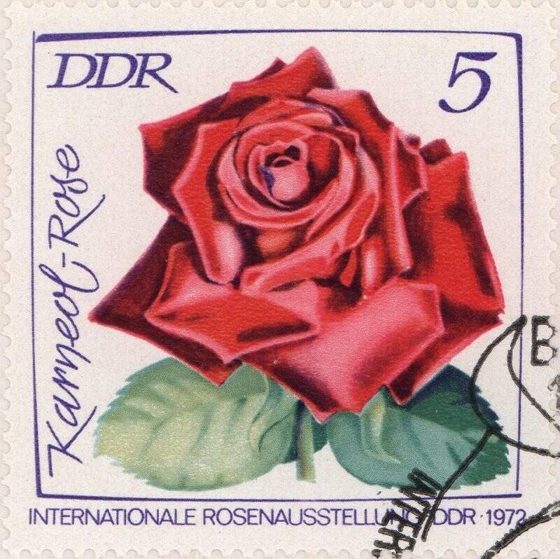 Марка почтовая на конверте. Красная роза. Номинальная стоимость 5  пфенингов.
