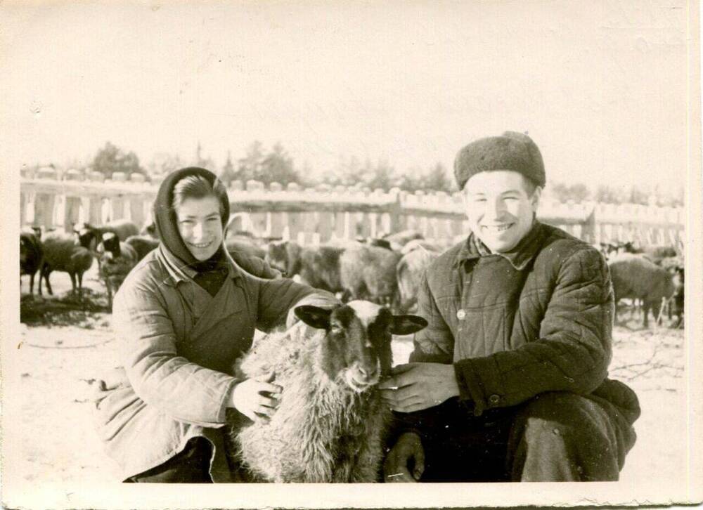 Фотография. Скородумов — овчар колхоза «Россия».
