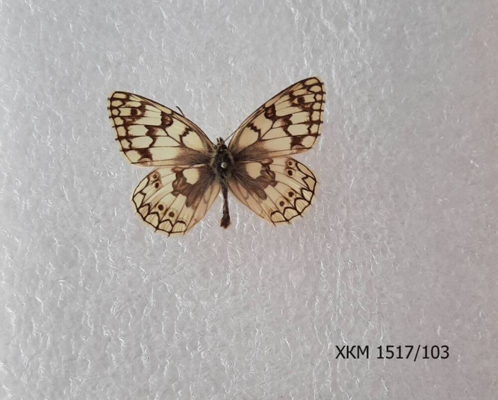 Шахматница Галатея (Melanargia galathea).
