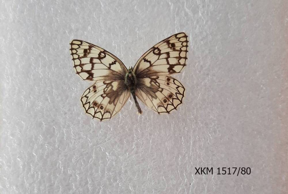 Шахматница Галатея (Melanargia galathea).
