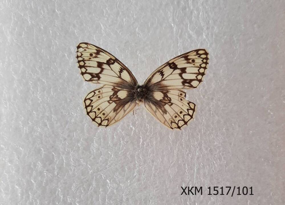 Шахматница Галатея (Melanargia galathea).
