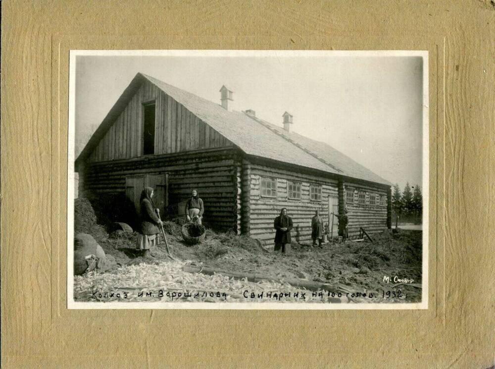 Фотография. Свинарник колхоза им. Ворошилова.
