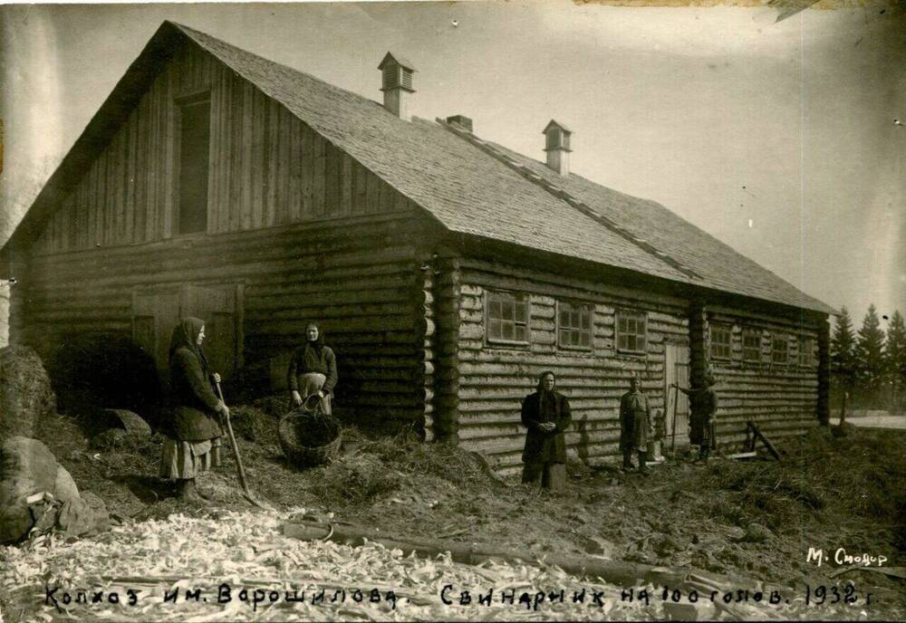 Фотография. Свинарник колхоза им. Ворошилова.
