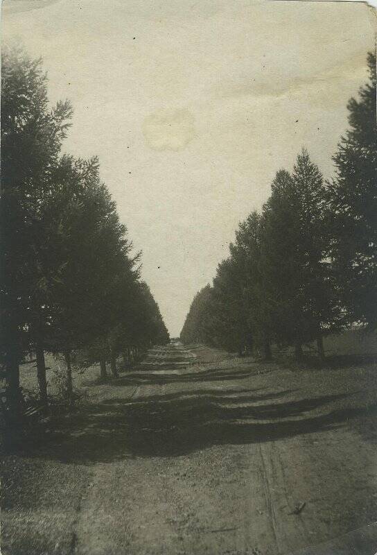 Лиственничная аллея в Долгой Поляне. Фотография любительская