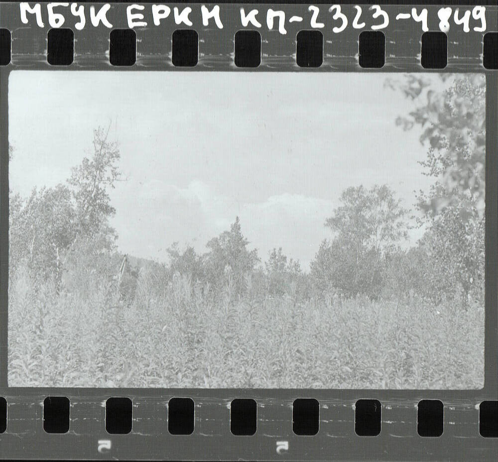 Негатив. Природа.
Камчатская область, 1971 г.
