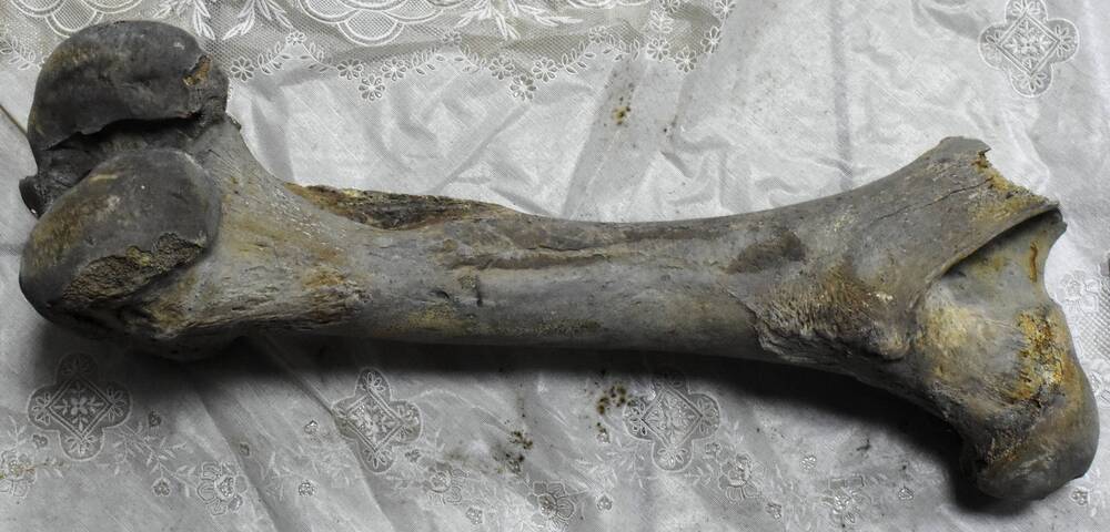 Бедренная кость бизона
