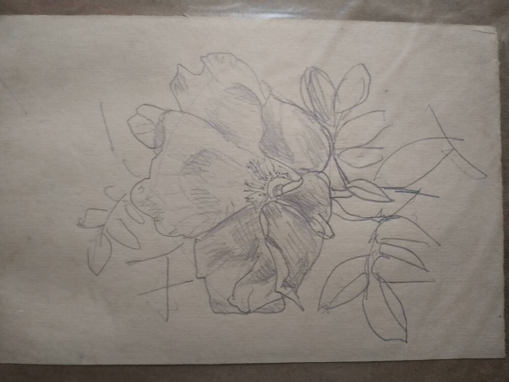 Рисунок: Ветвь с цветком шиповника