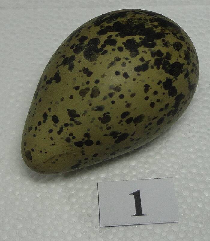 Яйцо №1 из коллекции яиц птиц, гнездящихся в щигровском крае.