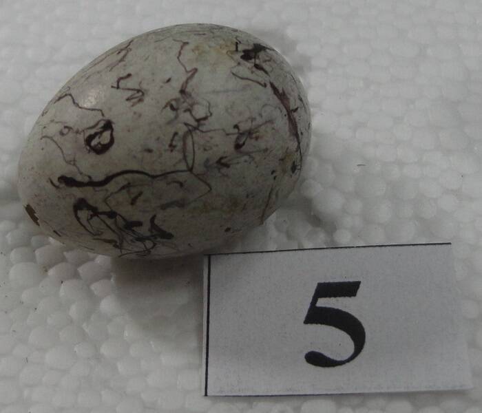 Яйцо №5 из коллекции яиц птиц, гнездящихся в щигровском крае.