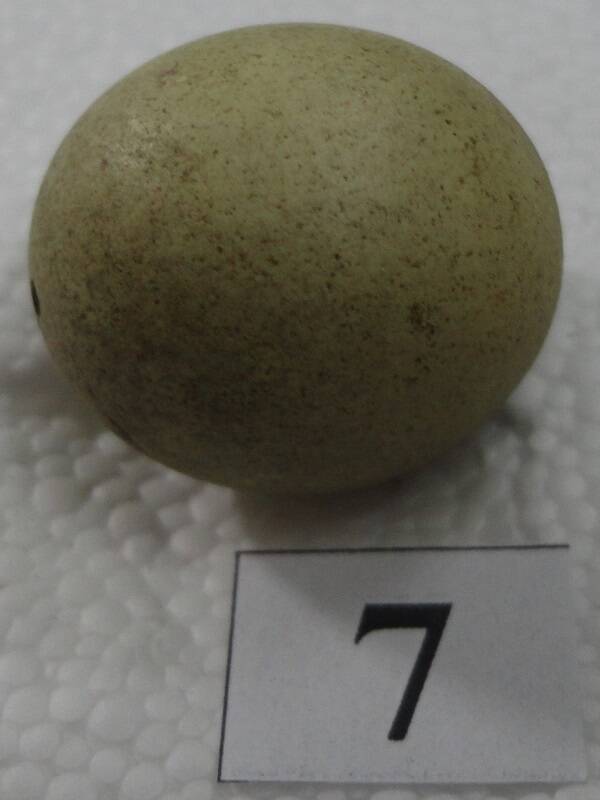 Яйцо №7 из коллекции яиц птиц, гнездящихся в щигровском крае.