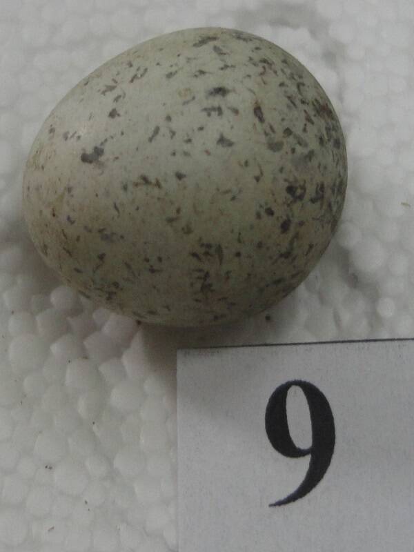 Яйцо №9 из коллекции яиц птиц, гнездящихся в щигровском крае.
