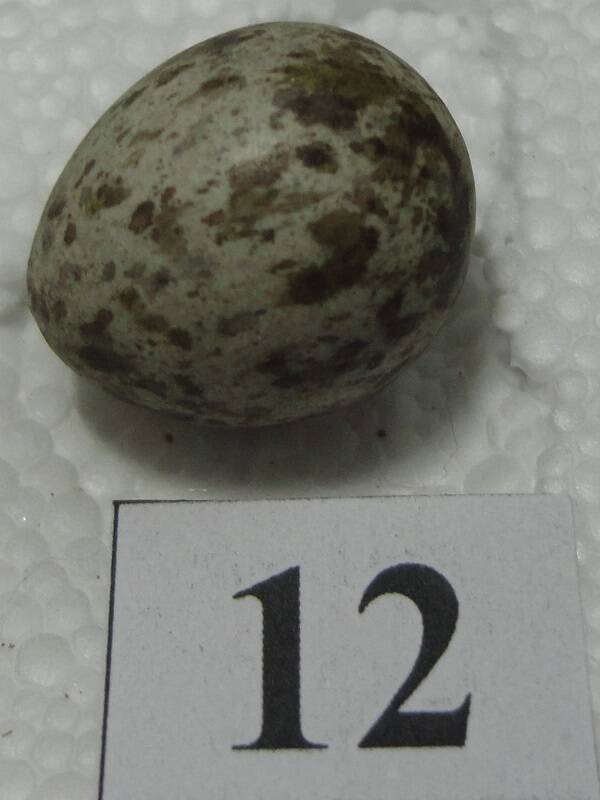 Яйцо №12 из коллекции яиц птиц, гнездящихся в щигровском крае.