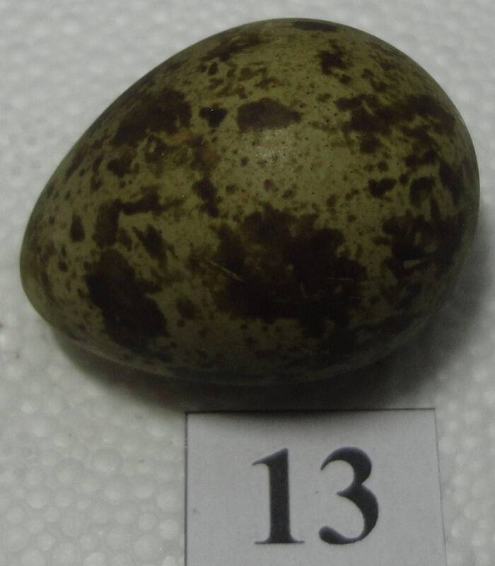 Яйцо №13 из коллекции яиц птиц, гнездящихся в щигровском крае.