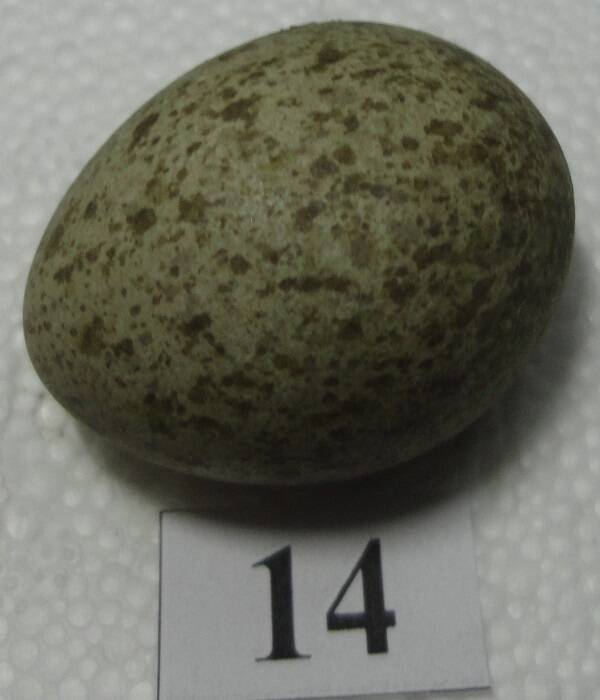 Яйцо №14 из коллекции яиц птиц, гнездящихся в щигровском крае.
