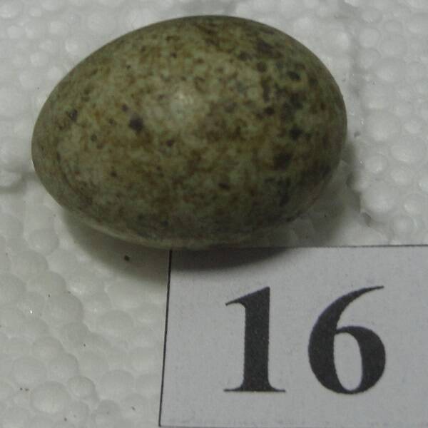 Яйцо №16 из коллекции яиц птиц, гнездящихся в щигровском крае.