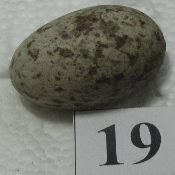 Яйцо №19 из коллекции яиц птиц, гнездящихся в щигровском крае.