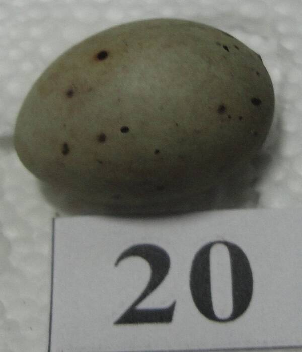Яйцо №20 из коллекции яиц птиц, гнездящихся в щигровском крае.