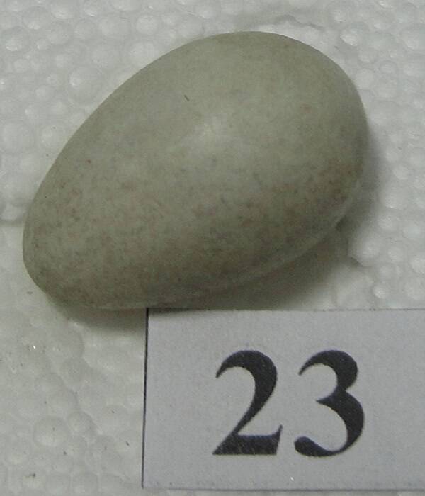 Яйцо №23 из коллекции яиц птиц, гнездящихся в щигровском крае.