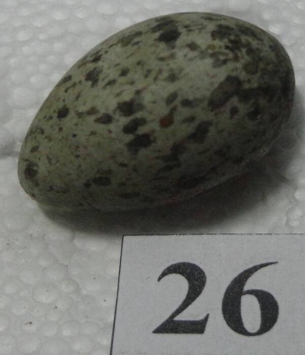 Яйцо №26 из коллекции яиц птиц, гнездящихся в щигровском крае.