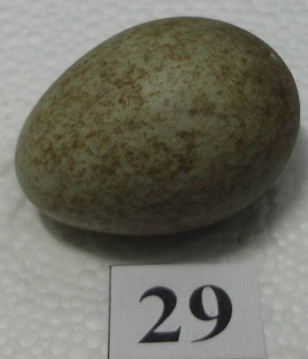 Яйцо №29 из коллекции яиц птиц, гнездящихся в щигровском крае.