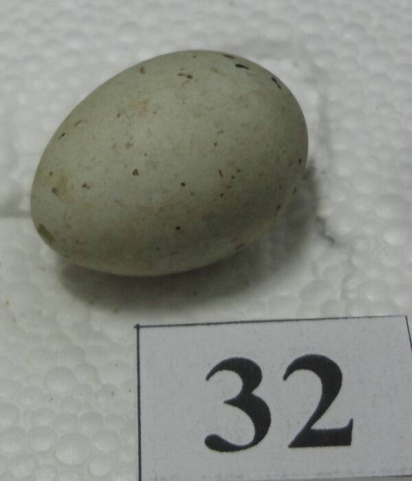Яйцо №32 из коллекции яиц птиц, гнездящихся в щигровском крае.