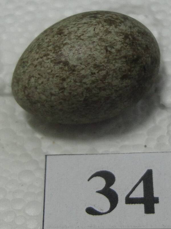 Яйцо №34 из коллекции яиц птиц, гнездящихся в щигровском крае.