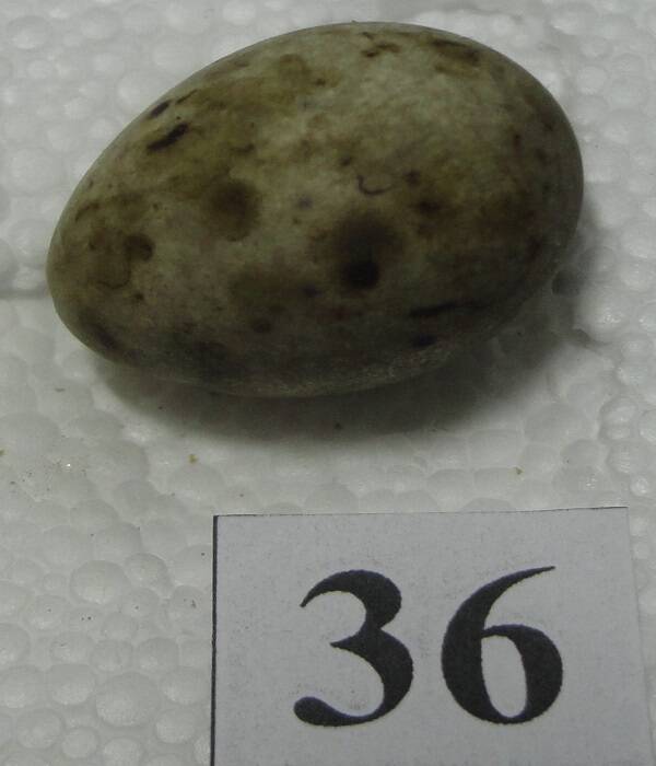 Яйцо №36 из коллекции яиц птиц, гнездящихся в щигровском крае.