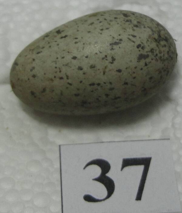 Яйцо №37 из коллекции яиц птиц, гнездящихся в щигровском крае.