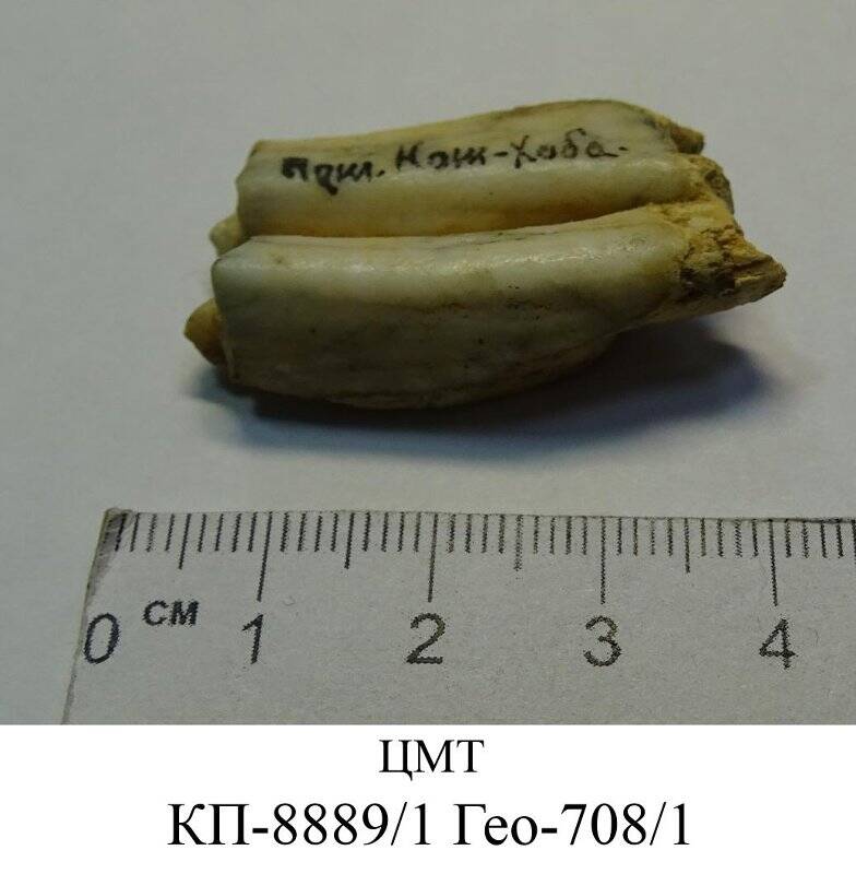 Зуб ископаемого жвачного животного (нижний коренной)