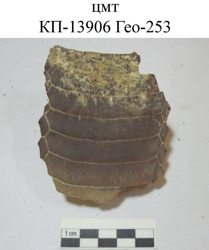 Образец  палеонтологический. Часть озубления верхней челюсти ископаемого скота