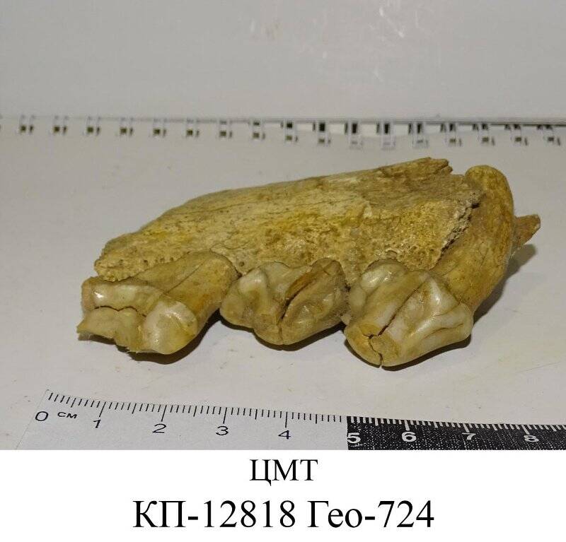 Образец  палеонтологический. Обломок нижней челюсти пещерной гиены