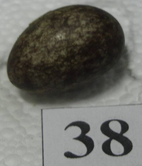 Яйцо №38 из коллекции яиц птиц, гнездящихся в щигровском крае.