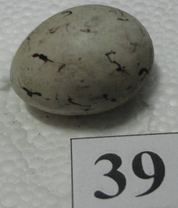 Яйцо №39 из коллекции яиц птиц, гнездящихся в щигровском крае.