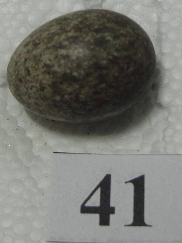 Яйцо №41 из коллекции яиц птиц, гнездящихся в щигровском крае.