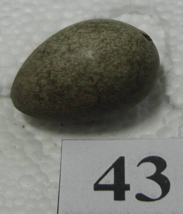 Яйцо №43 из коллекции яиц птиц, гнездящихся в щигровском крае.