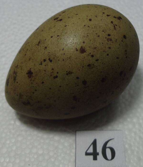 Яйцо №46 из коллекции яиц птиц, гнездящихся в щигровском крае.