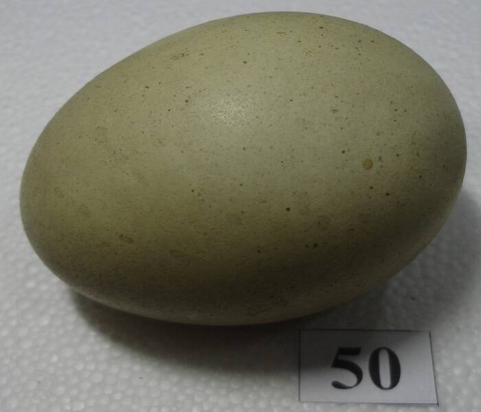 Яйцо №50 из коллекции яиц птиц, гнездящихся в щигровском крае.