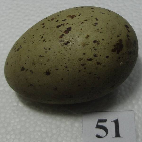 Яйцо №51 из коллекции яиц птиц, гнездящихся в щигровском крае.