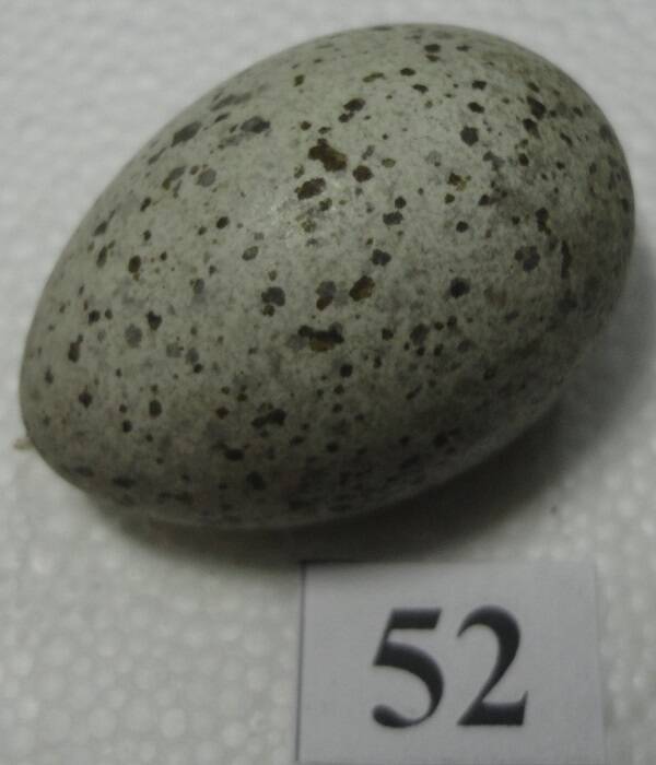 Яйцо №52 из коллекции яиц птиц, гнездящихся в щигровском крае.