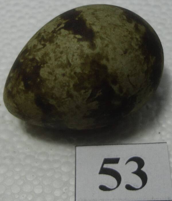 Яйцо №53 из коллекции яиц птиц, гнездящихся в щигровском крае.
