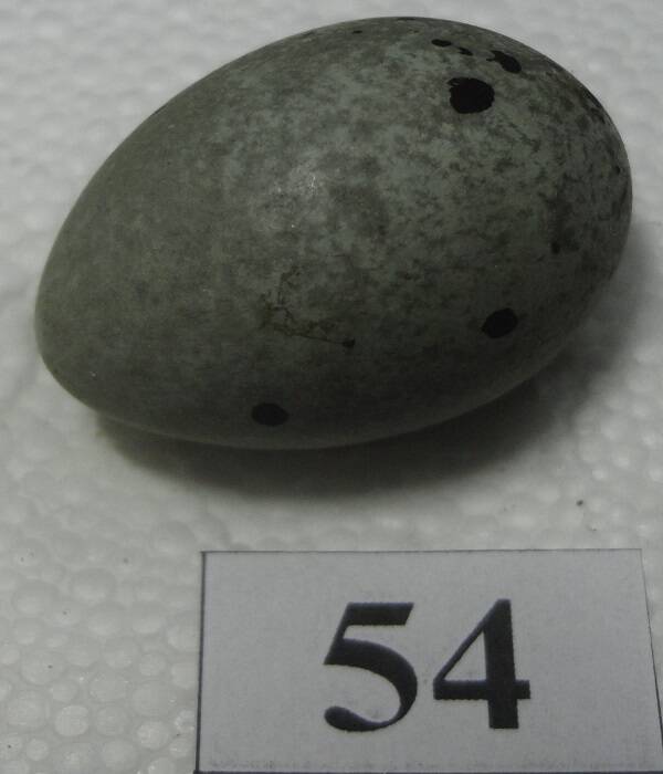Яйцо №54 из коллекции яиц птиц, гнездящихся в щигровском крае.