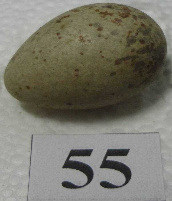 Яйцо №55 из коллекции яиц птиц, гнездящихся в щигровском крае.