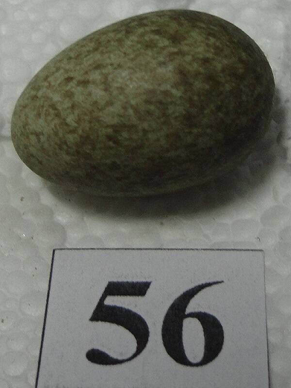 Яйцо №56 из коллекции яиц птиц, гнездящихся в щигровском крае.