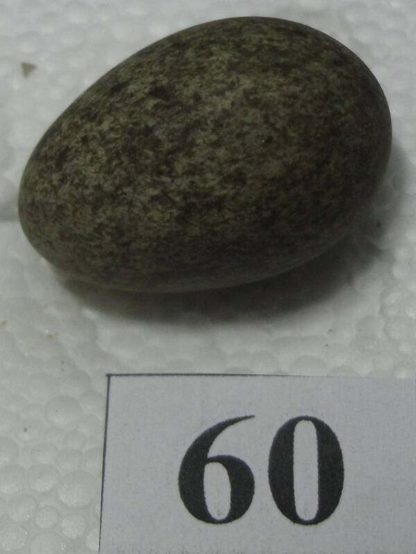 Яйцо №60 из коллекции яиц птиц, гнездящихся в щигровском крае.