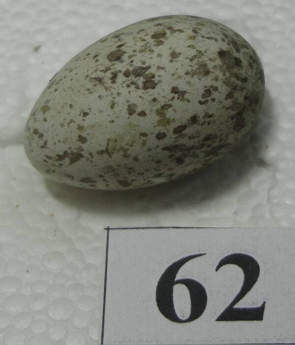 Яйцо №62 из коллекции яиц птиц, гнездящихся в щигровском крае.
