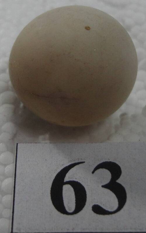 Яйцо №63 из коллекции яиц птиц, гнездящихся в щигровском крае.